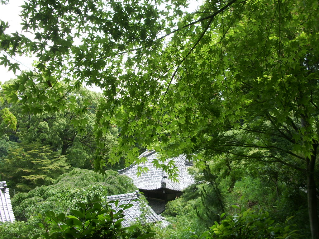 十輪寺の青もみじ なりひら寺 十輪寺